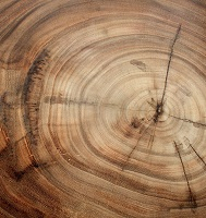 сериал ДЕРЕВО